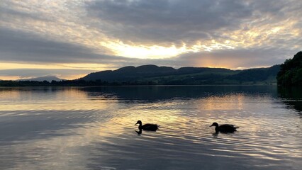 Two ducks swim in the Lake of Menteith in Scotland at sunset. Peaceful and tranquil, this stock footage provides a scenic view of the Scottish countryside - UK
