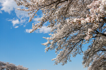 満開の桜　桜吹雪