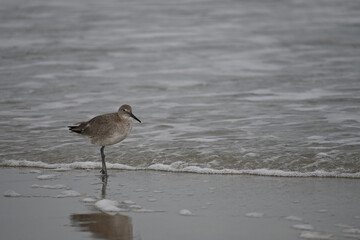 Willet Plover Shorebird Foraging in Shallow Water on the beach with waves bird eating sand flea