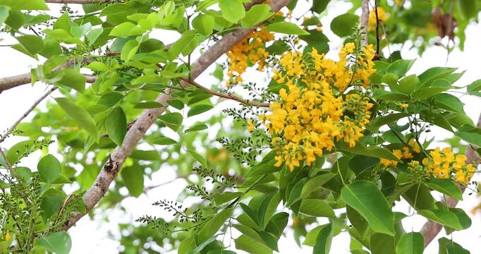 Close-up Bright yellow Padauk flowers with buds are in full bloom on the tree and swaying beautifully in the morning breeze. (Pterocarpus macrocarpus) For the Myanmar water festival (Thingyan). 