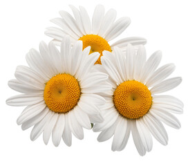 daisy flowers isolated on white background