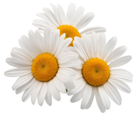 daisy flowers isolated on white background