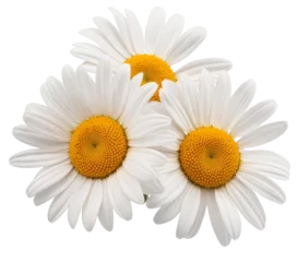 Fotobehang daisy flowers isolated on white background © Keshawn
