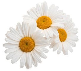 daisy flowers isolated on white background