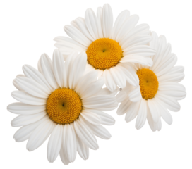 daisy flowers isolated on white background