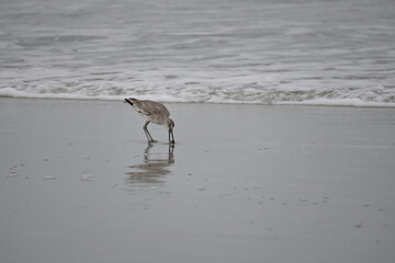 Willet Plover Shorebird Foraging in Shallow Water on the beach with waves bird eating sand flea