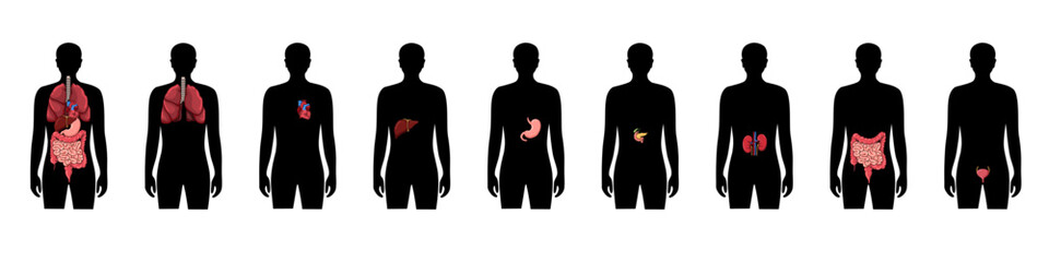 Vector isolated illustration of human internal organs in male body. Lung, heart, liver, stomach, pancreas, kidney, intestine, bladder, icon. Donor medical poster