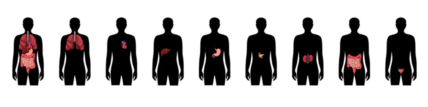 Vector isolated illustration of human internal organs in male body. Lung, heart, liver, stomach, pancreas, kidney, intestine, bladder, icon. Donor medical poster
