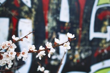 Cherry blossoms against rustic graffiti wall for urban aesthetic. 90s, retro, vibrant, floral...