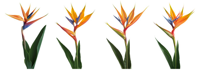 Bird Paradise Flowers Isolated White