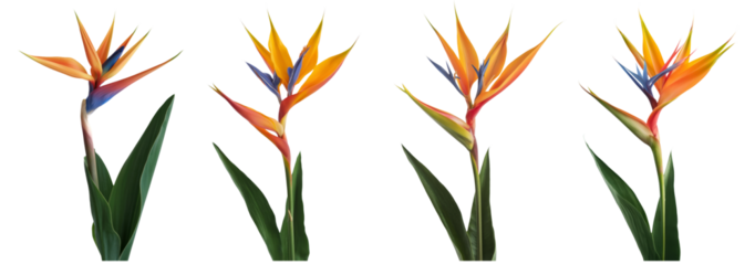 bird of paradise flowers isolated on white background