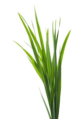 green grass stalks isolated on white background