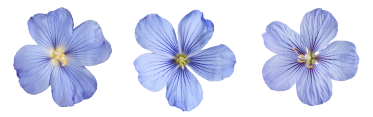 flax flowers isolated on white background