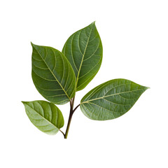 green leaves branch isolated on white background