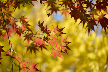 黄色を背景にした紅葉したモミジ