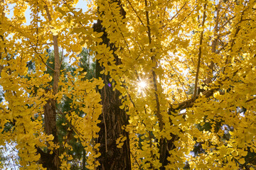 黄金色に輝くイチョウ並木