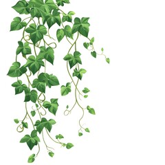 Obraz premium Green vines, clipart with white background