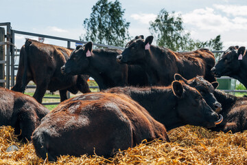 Black Angus calves in the open air