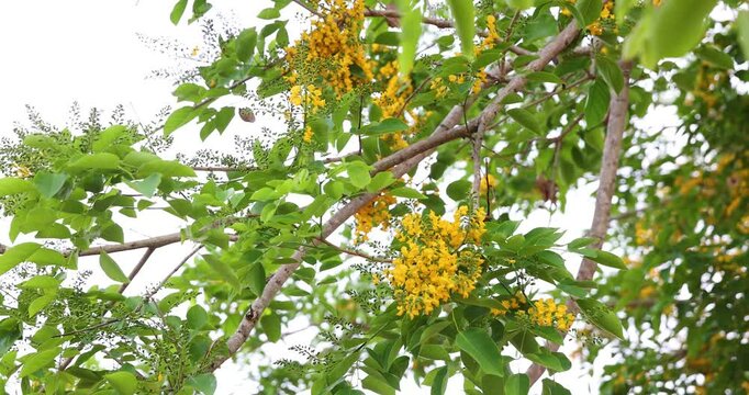 Bright yellow Padauk flowers are in full bloom on the tree and swaying beautifully in the morning breeze. (Pterocarpus macrocarpus) For the Myanmar water festival (Thingyan). taken in Myanmar.