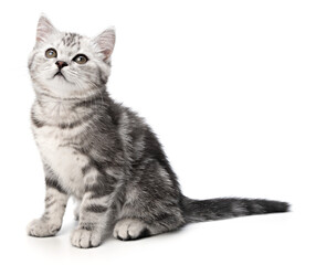 Obraz premium Tabby small baby cat sitting isolated on white background. Beautiful striped gray British shorthair kitten sitting posing front view, looks up above camera. Cute portrait animal Pet Studio shot
