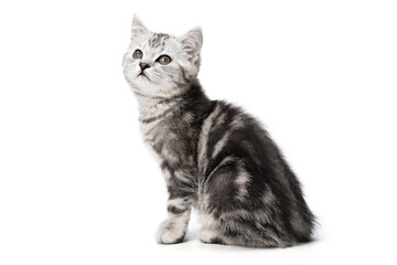 Cute British shorthair gray tabby kitten sitting isolated on white background, exuding cuteness and curiosity. Striped young small cat sitting posing side view, looks to left of camera