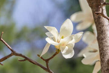 White magnolia flowers in full bloom on a tree branch. warm spring sunshine - Magnolia denudata, Yulan magnolia, Mokryeon
