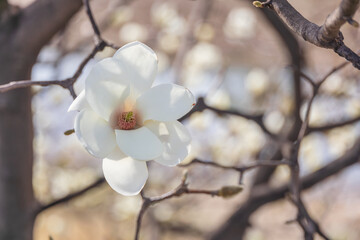 White magnolia flowers in full bloom on a tree branch. warm spring sunshine - Magnolia denudata, Yulan magnolia, Mokryeon