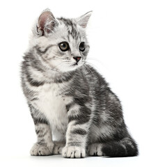 Obraz premium Beautiful tabby gray kitten, sitting isolated on white background. Striped British shorthair small baby cat sitting posing front view, looks to right of camera. Cute portrait animal Pet Studio shot