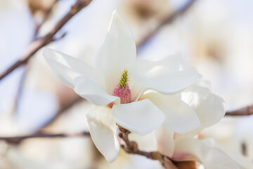 Fototapeta premium White magnolia flowers in full bloom on a tree branch. warm spring sunshine - Magnolia denudata, Yulan magnolia, Mokryeon