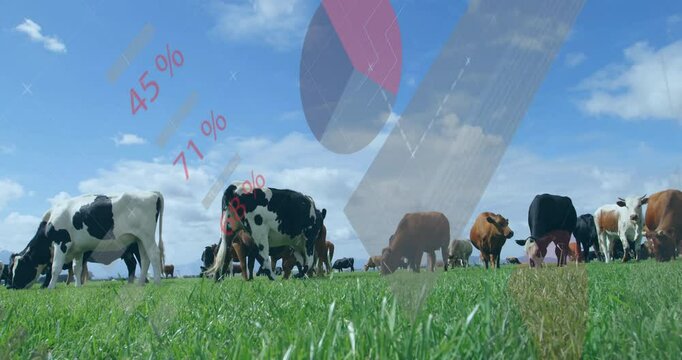 Animated data graphics overlaying scene with cows grazing in field