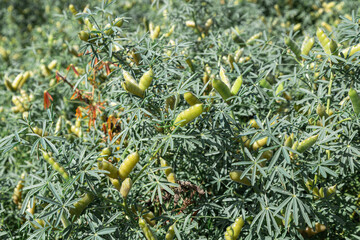 Narrow-leaved lupine with beans or with fruits