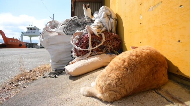 頭島の猫 （岡山県備前市, 2025年1月）