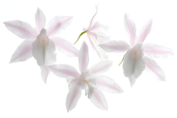 Fototapeta premium Delicate Orchid Blooms Dance Gently