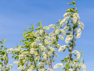 Apple tree branches with white flowers on a background of blue clear sky.