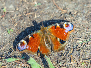 Peacock butterfly on the ground among the grass