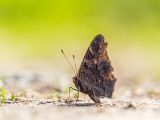 Peacock butterfly on the ground among the grass