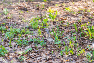 Wood bird Fieldfare, Turdus pilaris, on a sprng lawn.