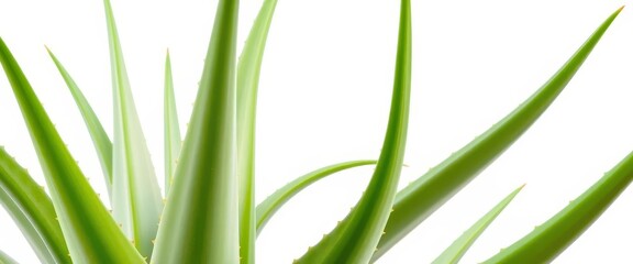 Fototapeta premium A lush, vibrant aloe vera plant isolated against a pure white background, flora, background, healing