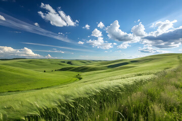 Obraz premium green grass hills