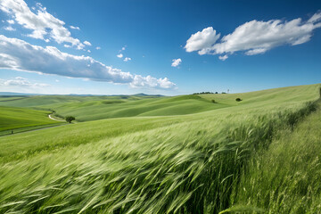 Fototapeta premium green grass hills