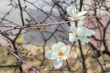 White magnolia flowers in full bloom on a tree branch. warm spring sunshine - Magnolia denudata, Yulan magnolia, Mokryeon