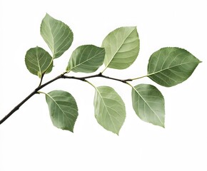 Obraz premium Green leaves on a branch, clipart with white background,