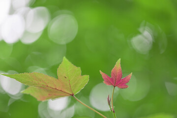 Beautiful maple leaves in autumn sunny day in foreground and blurry background. No people, close up, copy space, macro shot.
