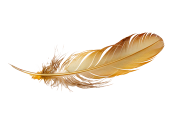 golden feather isolated on white background