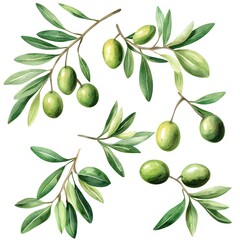 Olive tree branches with green olives, olive oil illustration on a transparent background. 