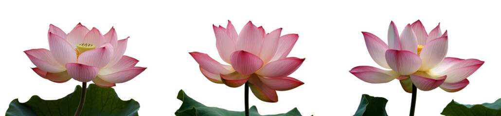 Fototapeta premium three pink lotus flowers isolated on white background