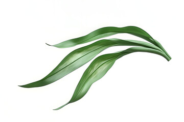Green Leaves Dance Gently in the Breeze