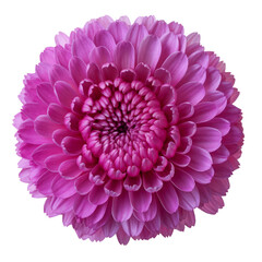 isolated pink chrysanthemum flower on white background