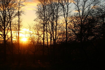 Fototapeta premium The vibrant hues of the sunset against the backdrop of trees in October