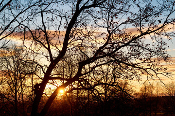 Obraz premium Colorful sunset behind trees in October